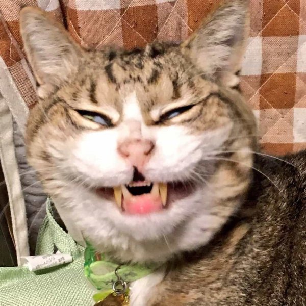 Кот странно улыбается