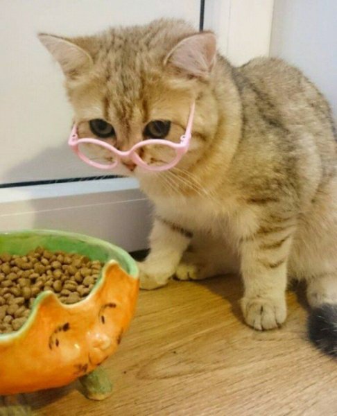 Котята приколы