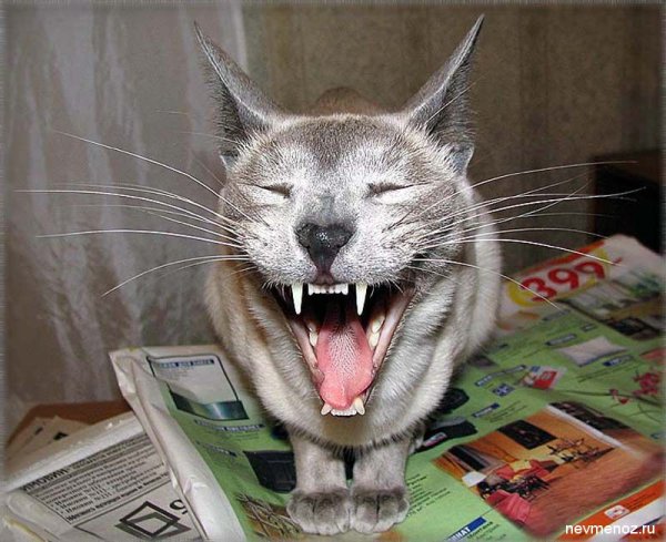 Котики угар