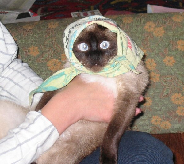 Коты ржач