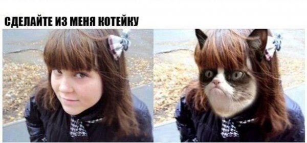 Смешные отфотошопленные коты отфотошопленные