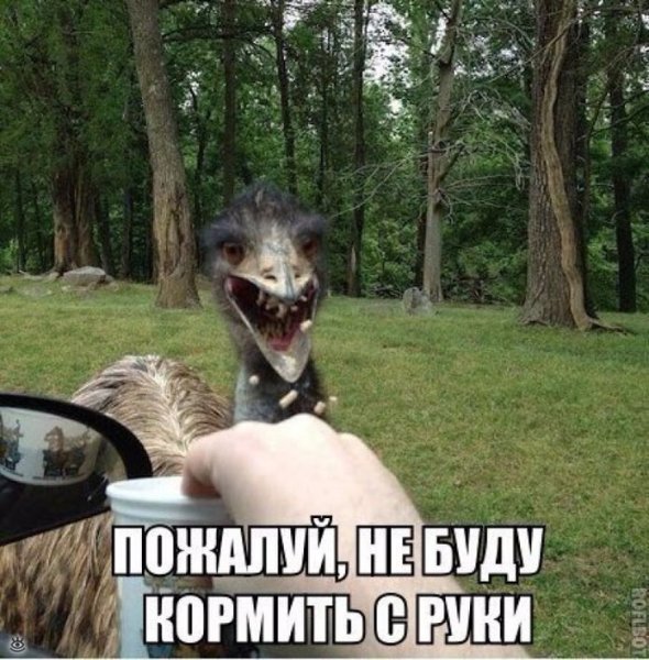 Смешные селфи