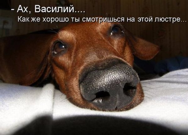 Надпись животные