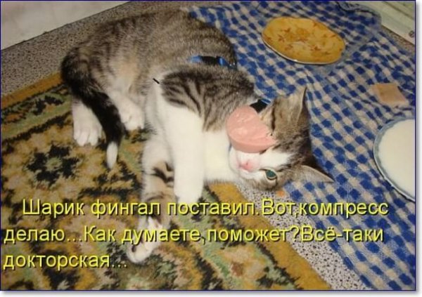 Смешные картинки с животными и надписями