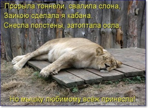 Прикольные животные с надписями