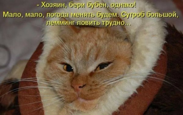 Приколы с животными с надписями