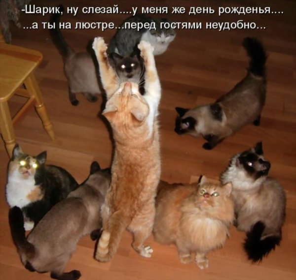 Веселые животные с надписями