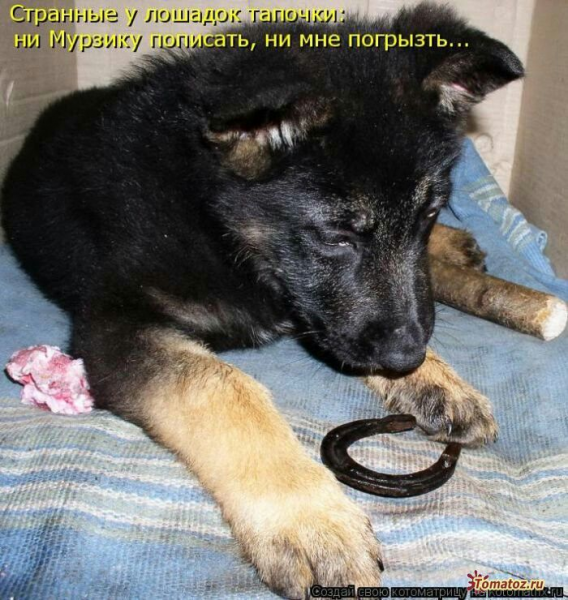 Прикольные животные с надписями