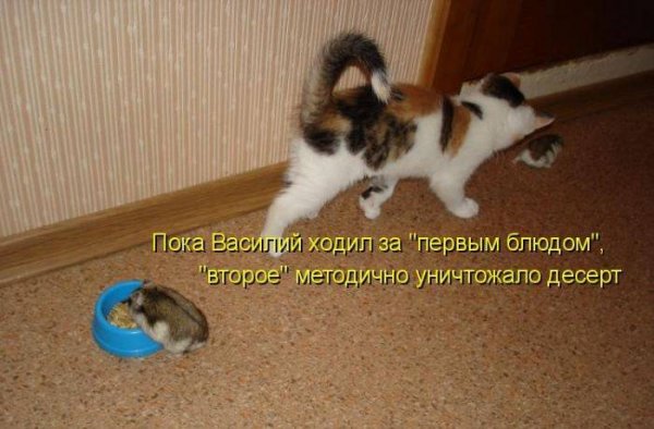 Смешные животные с надписями