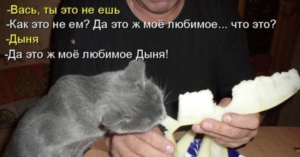 Смешные картинки животных с надписями