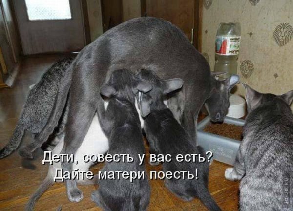 Смешные животные с надписями