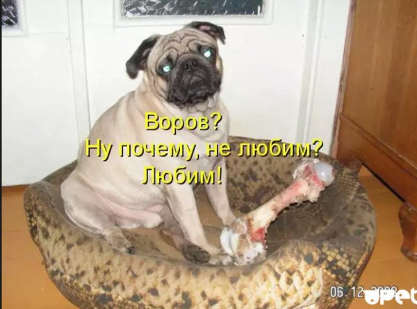 Собаки приколы с надписями