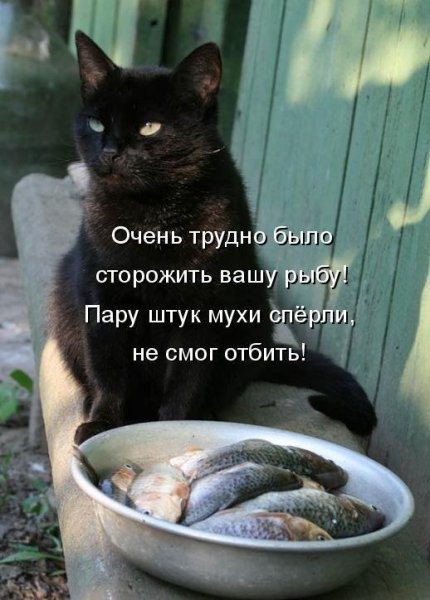 Кот и рыба прикол