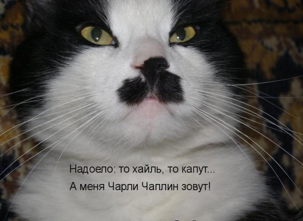 Картинки животных с надписями
