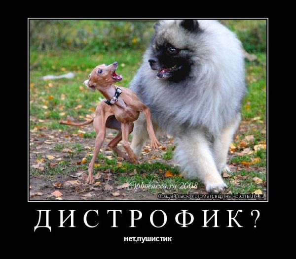 Смешные истории про собак