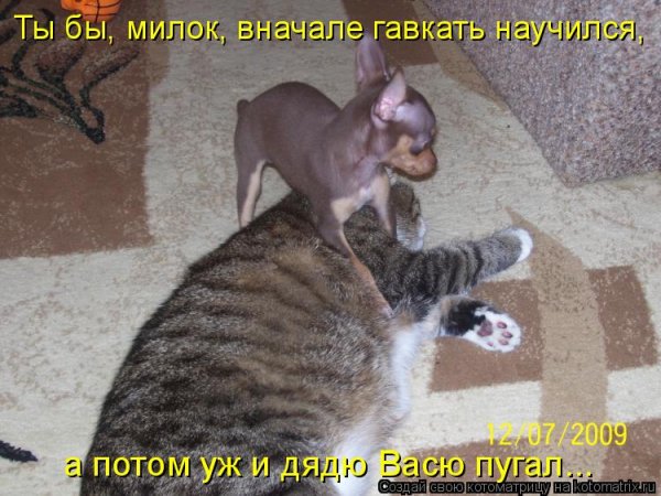 Веселые животные с надписями