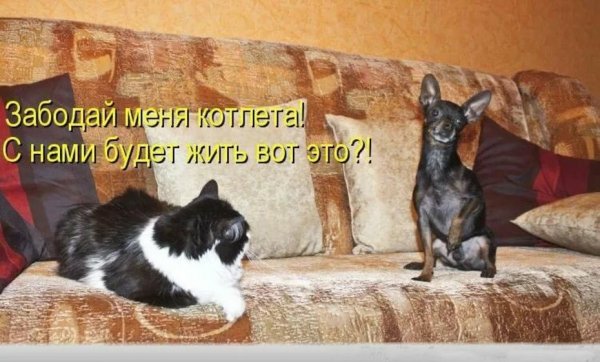 Очень смешные животные с надписями