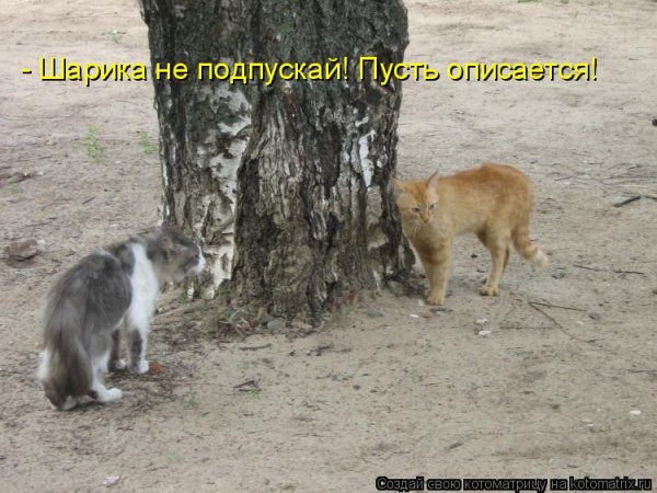 Смешные Дикие животные с надписями