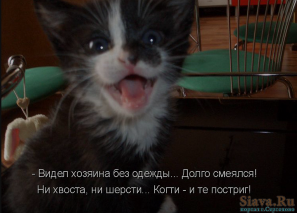 Смешные надписи про животных