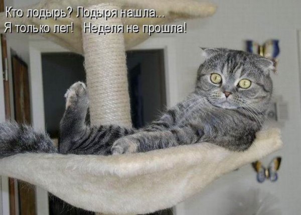 Очень смешные коты с надписями