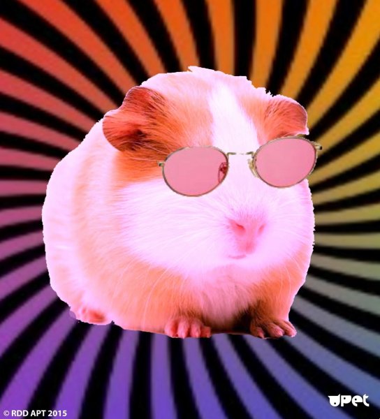 Абщхда хомяк