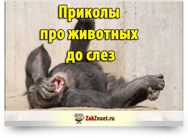 Приколы о животных до слез