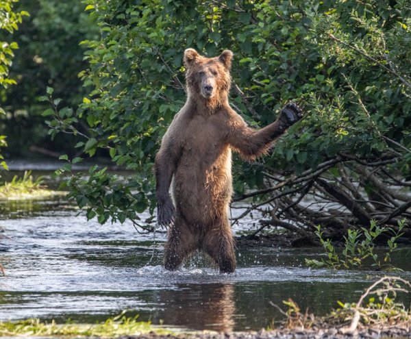 Премия comedy Wildlife Photography