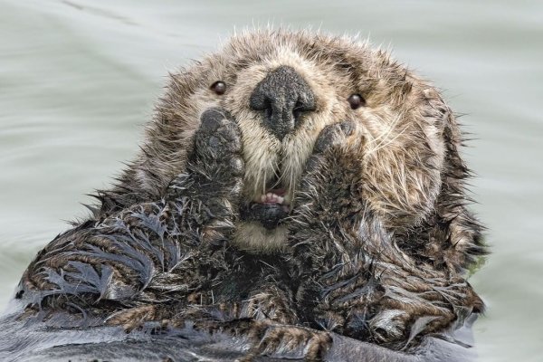 Конкурса comedy Wildlife Photography Awards