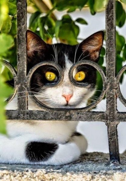 Прикольные коты