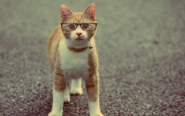Котэ на рабочий стол