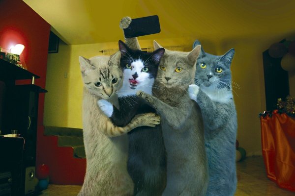 Смешные кошки