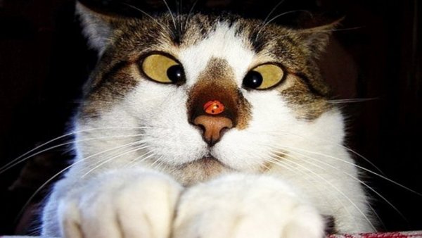 Приколы с котами