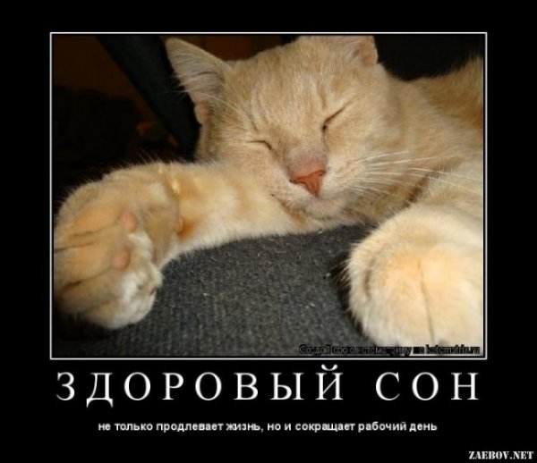 Смешные картинки про сон