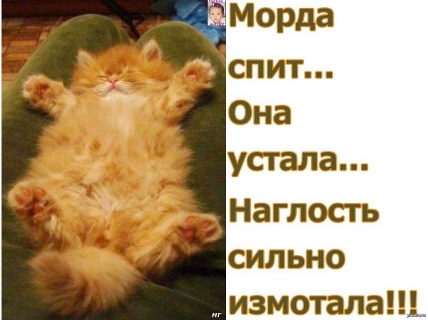 Морда спит она устала наглость сильно измотала