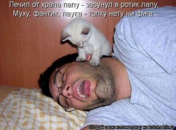 Смешные храпящие коты