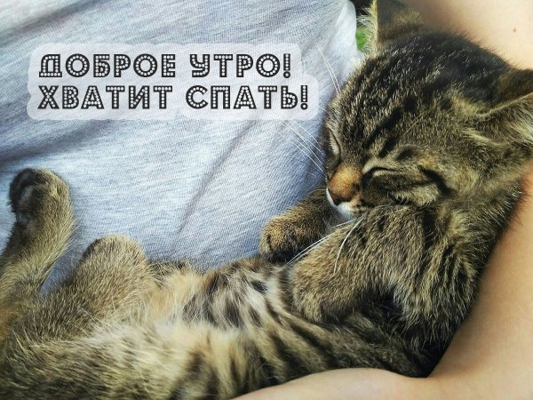 Сонные котики с добрым утром