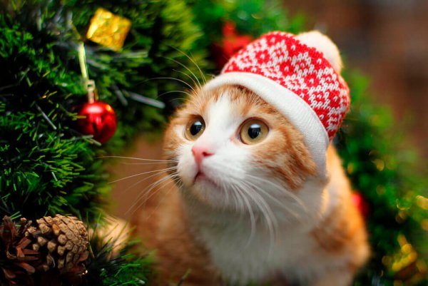 Кот новый год