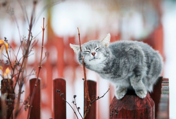 Кошки весной