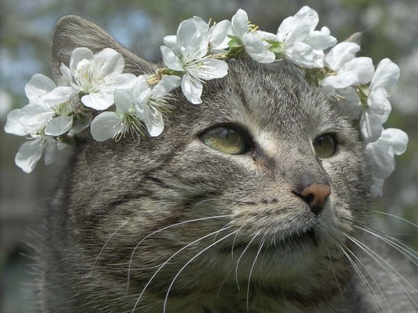 Майский кот