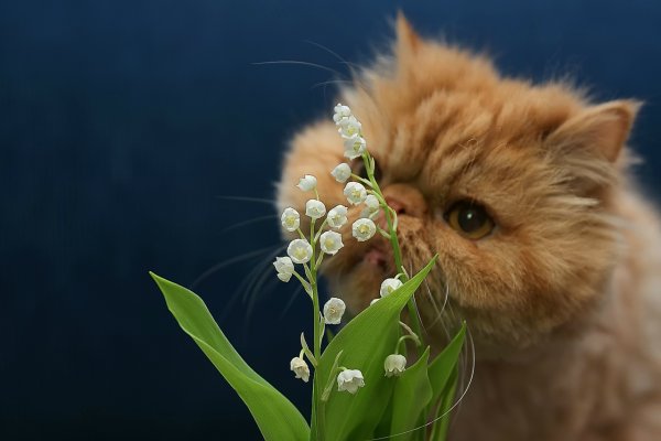 С первым днем весны котики