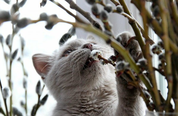 Вербные котики