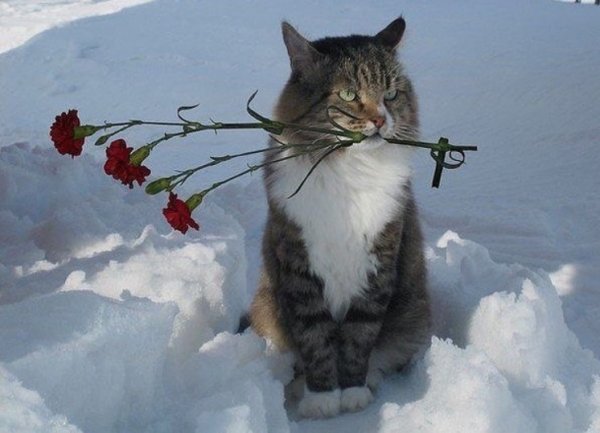 Мартовский кот