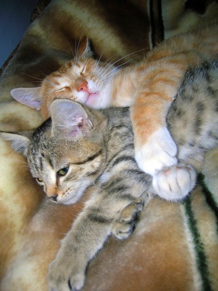Люблю котика