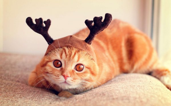 Забавные котики