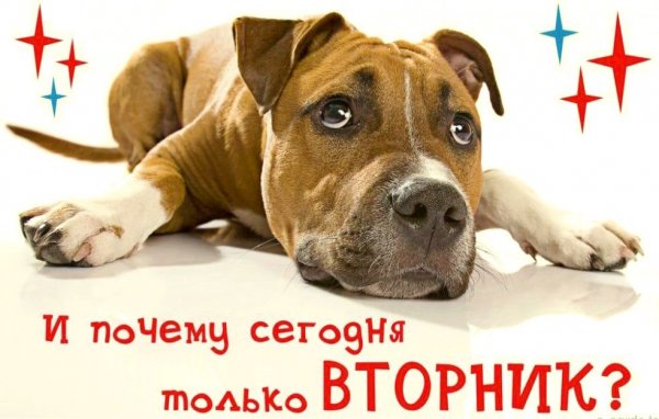 Вторник прикол