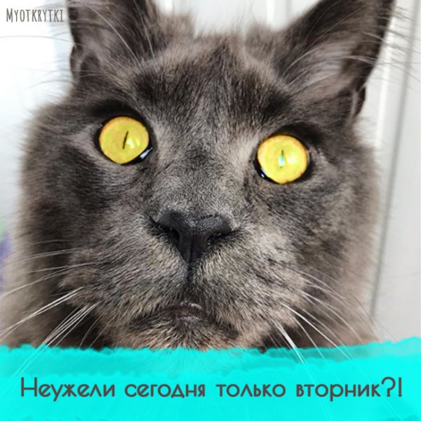 Вторник котики