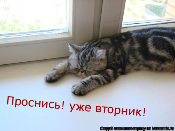 Просыпайся уже вторник
