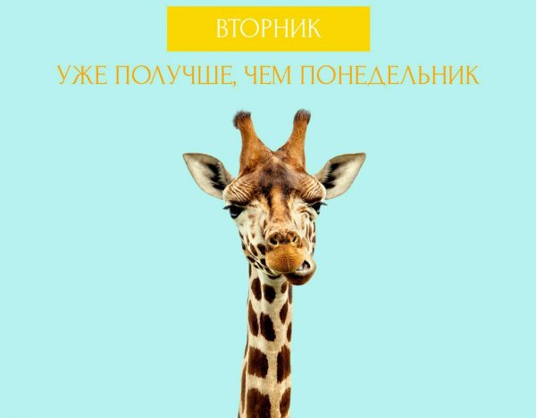 Вторник картинки смешные