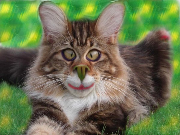 Прикольные котики