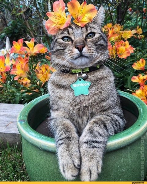 Мемные коты